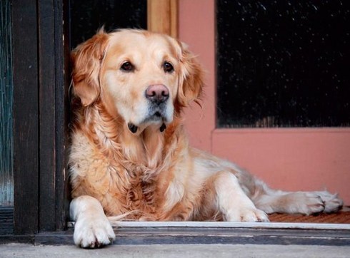 Efectele crizei: britanicii renunță la animalele de companie