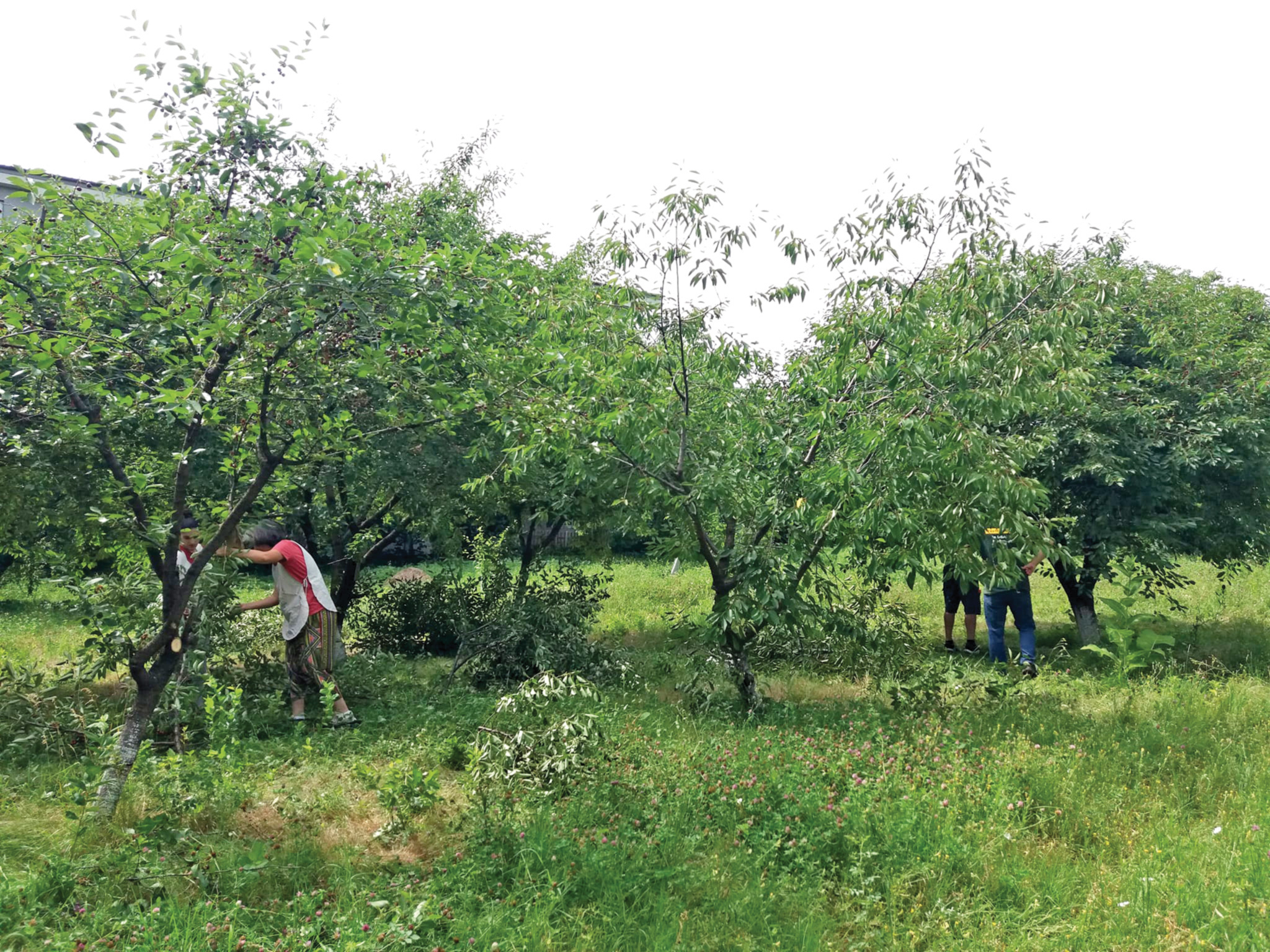 Pagina verde. Mai multe ONG-uri valorifică spațiile verzi din București în grădini pe care le iau în îngrijire: „Putem salva anual de la gropile de gunoi peste 100.000 de tone de deșeuri vegetale“
