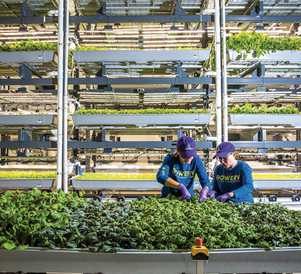 O soluție pentru viitor: agricultura verticală