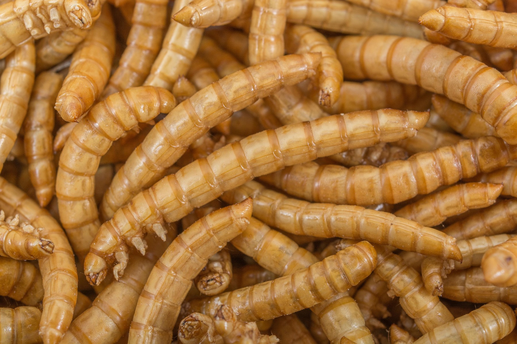 Ați mâncat vreodată insecte? Poate nu știți dar noi românii consumăm deja insecte prin intermediul unui colorant alimentar care se regăsește în salam, parizer, cârnați și chiar înghețată