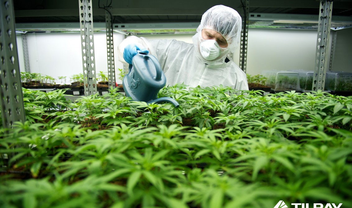 Poliția spaniolă a confiscat cea mai mare cantitate de marijuana din toate timpurile