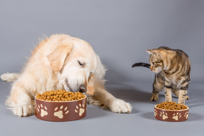 Britanicii sunt puși în fața alegerii de a-și hrăni copiii sau câinii. Recurg la băncile de alimente pentru animalele de companie