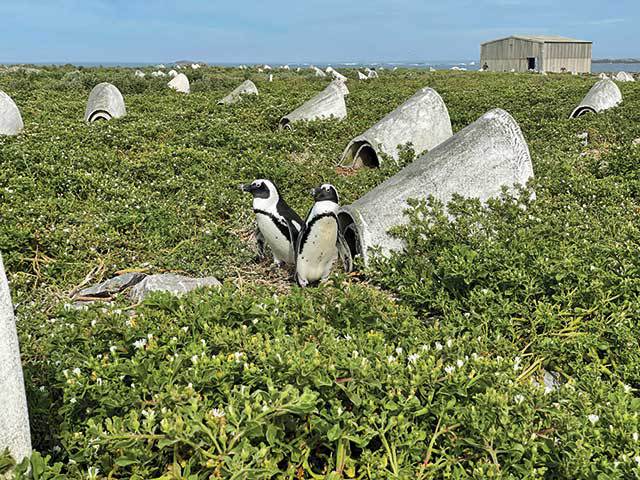 Case de pinguini
