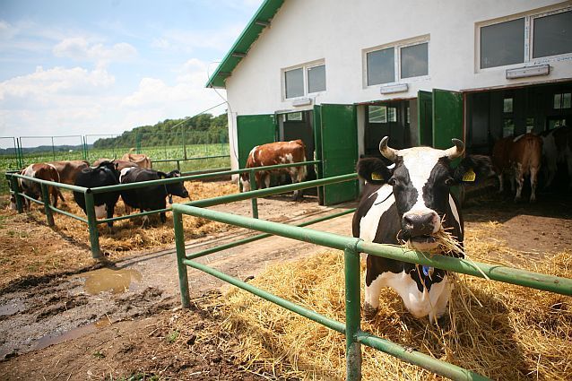 PSD se opune proiectului de lege care interzice exportul de animale vii din România