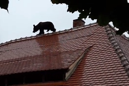 Executivul a stabilit cum se acordă despăgubirile pentru daunele produse de animalele săblatice
