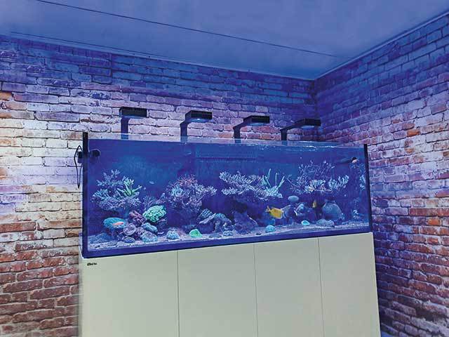 eSolutions | ReefDose - sistem wireless de dozare pentru acvarii de recif
