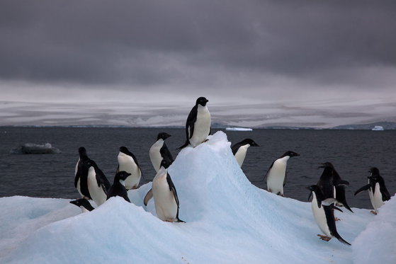 STUDIU - Planeta se află într-o situație catastrofală. 90% din ghețarii Antarcticii s-au topit în ultimii 10 ani