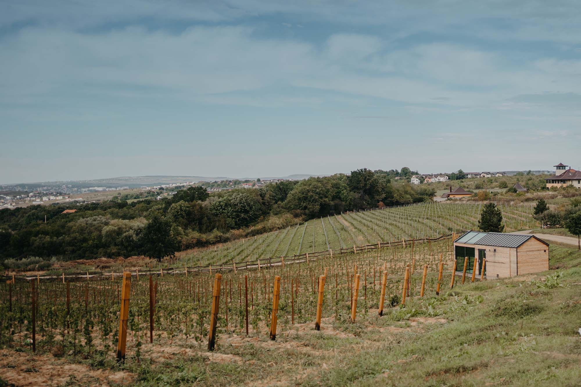 O cunoscută cramă locală vrea să intre pe zona turismului vitivinicol și plănuiește să înceapă și plantarea de vii în zona intravilană. Cum vrea să finanțeze aceste obiective