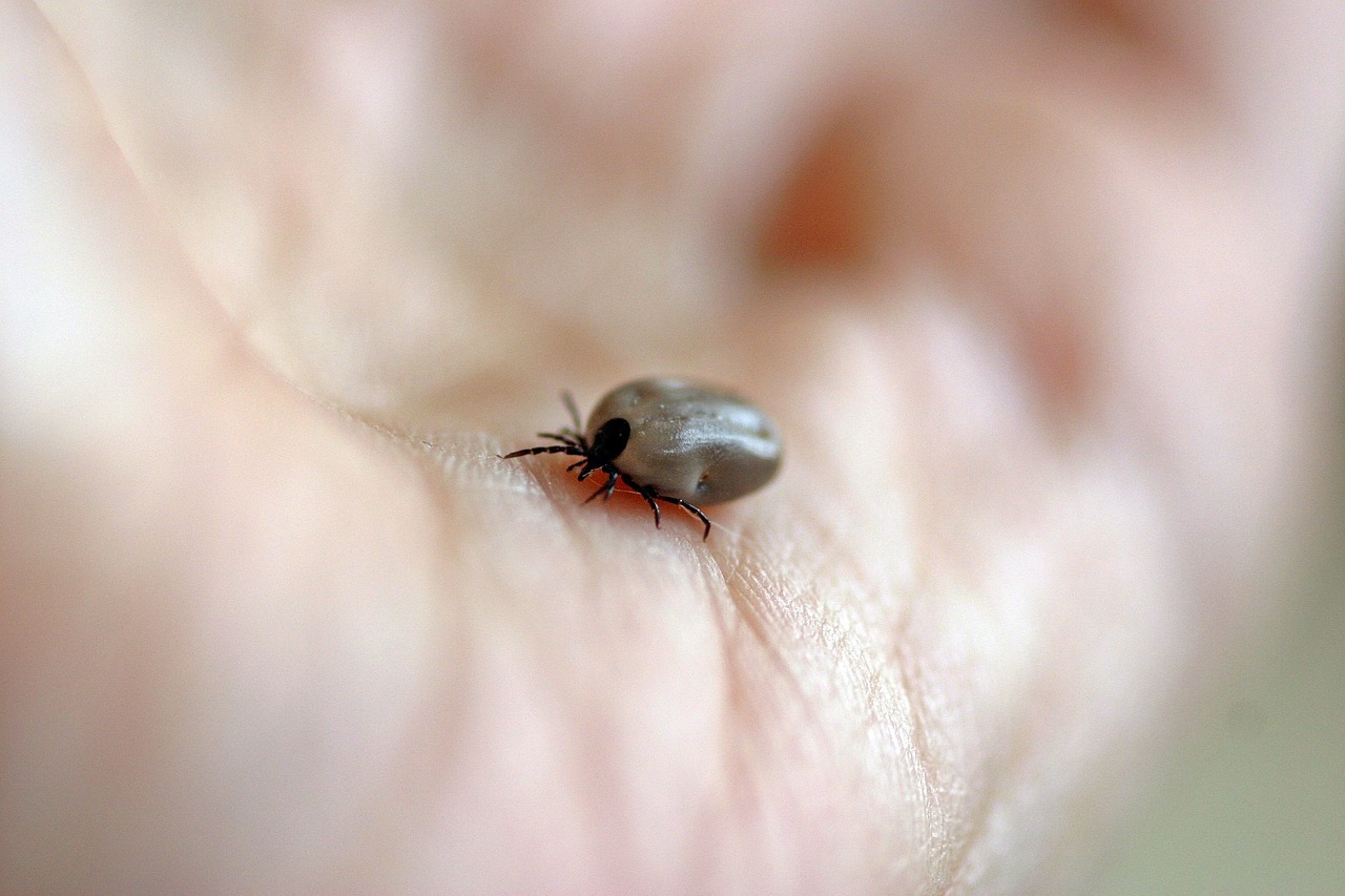 Atenție! Un virus transmis de căpușe se răspândește în Europa