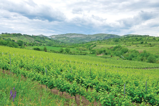 Scoici și alge de mare în loc de orez, mango în loc de portocale. Agricultura este sub asediul secetei: schimbările climatice forțează adaptarea culturilor și căutarea celor mai bune metode de protejare a solului în Europa