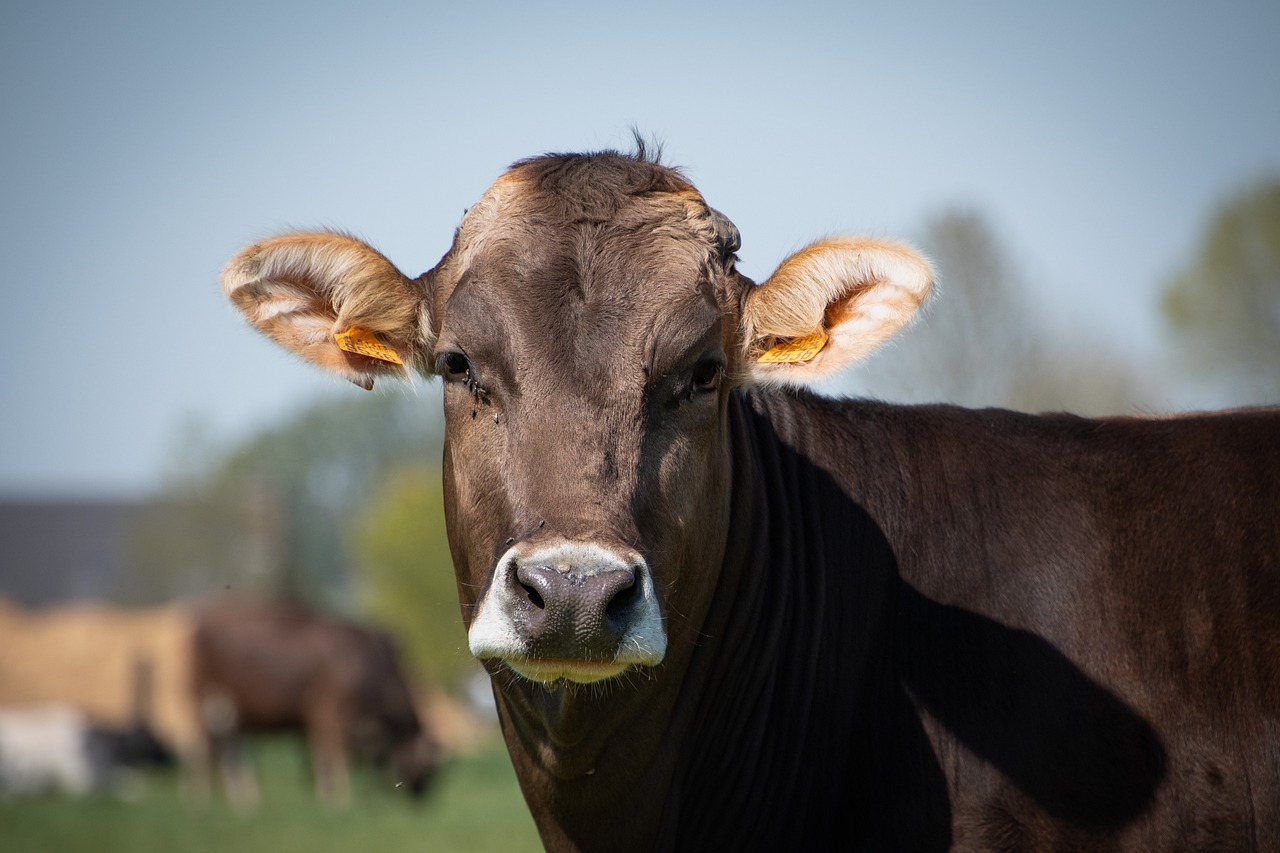 Povestea unui tânăr care și-a vândut vaca pentru a pleca din țară și a-și căuta o viață mai bună în altă țară. Ce a reușit el să facă este absolut incredibil