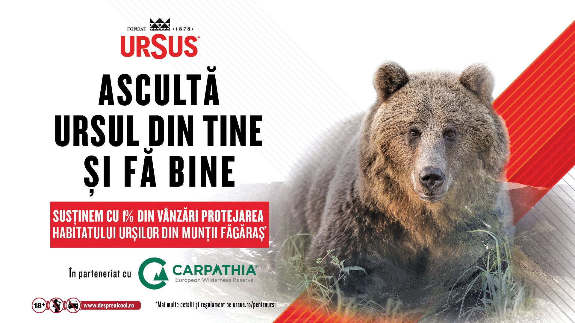 CSR 2023. Ascultă ursul din tine și fă bine. Ce legătură există între bere și urșii din pădurile României