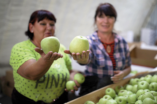 Războiul merelor: exporturile Moldovei către Rusia și CSI se prăbușesc, în timp ce Belarus, poarta de intrare către piața rusă, a devenit în vară principala țintă din afara UE pentru merele poloneze