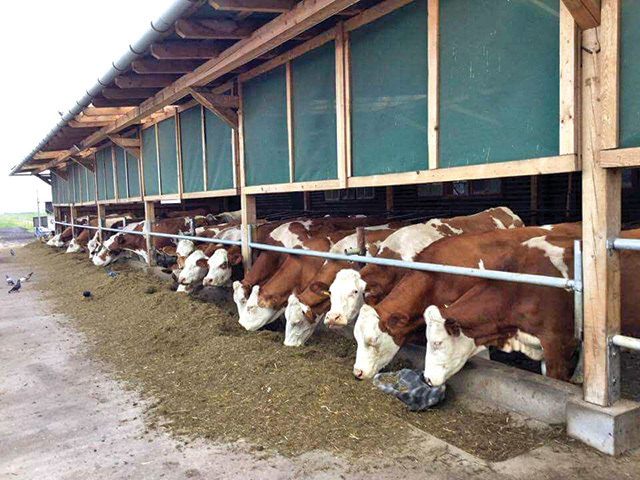 Fermier: „Ne lăudăm că suntem pe primul loc la producția de porumb în UE, dar suntem pe locul zece la efectivul de bovine, ceea ce înseamnă că nu facem ce trebuie.“ Austria are de șapte ori mai multe vaci raportate la terenul arabil
