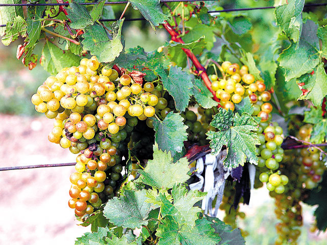 Producătorul de vin Jidvei angajează 250 de muncitori din Nepal pentru a putea face față lucrărilor necesare în vie