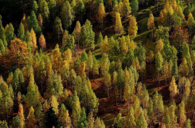 Ce schimbări aduce noul Cod silvic, recent adoptat de guvern: se introduce Registrul forestier național și dreptul statului de a interveni pe terenurile private abandonate, dar lipsesc reforma administrării silvice și sancțiunile pentru acte de corupție