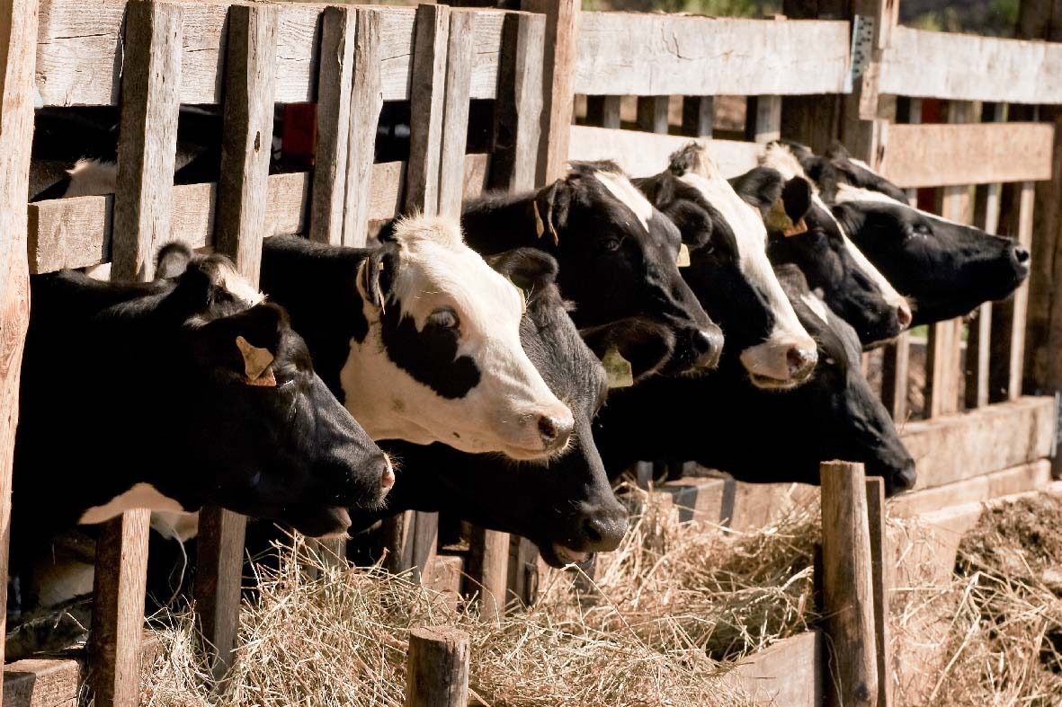 Danone România a finalizat o investiție de 7 milioane de euro pentru sustinerea micilor fermieri din zona Zimnicea care livrează lapte către fabrica de iaurt din București