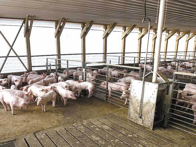 Termenul limită pentru sprijinirea crescătorilor de porci Bazna și Mangalița, prelungit