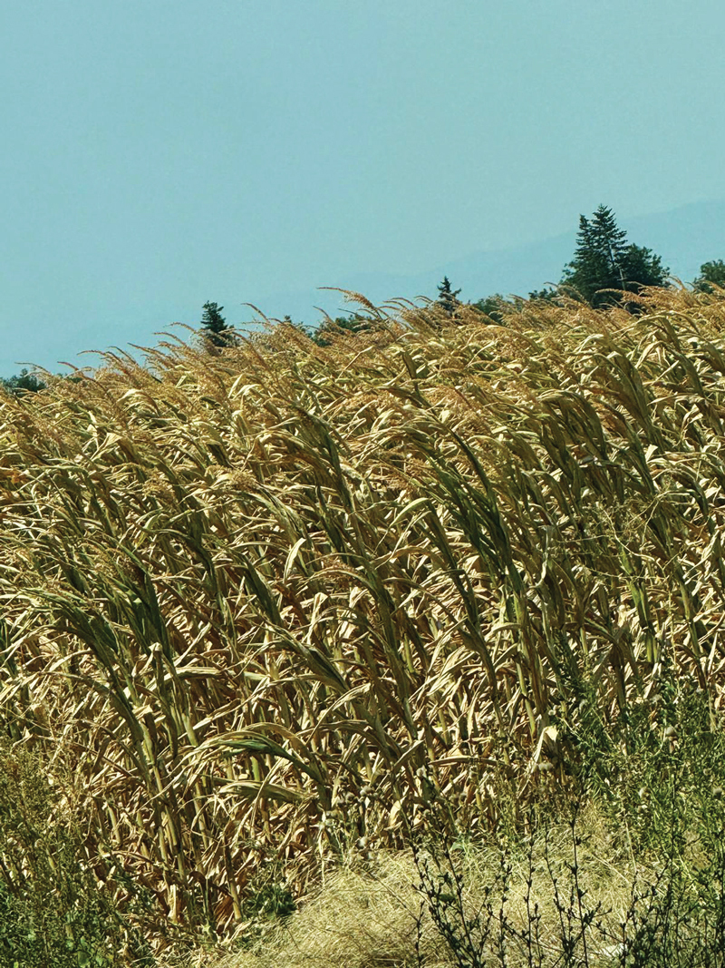 Ministerul Agriculturii numără pagubele: nimic nu mai corespunde cu estimările inițiale, se schimbă de la o oră la alta