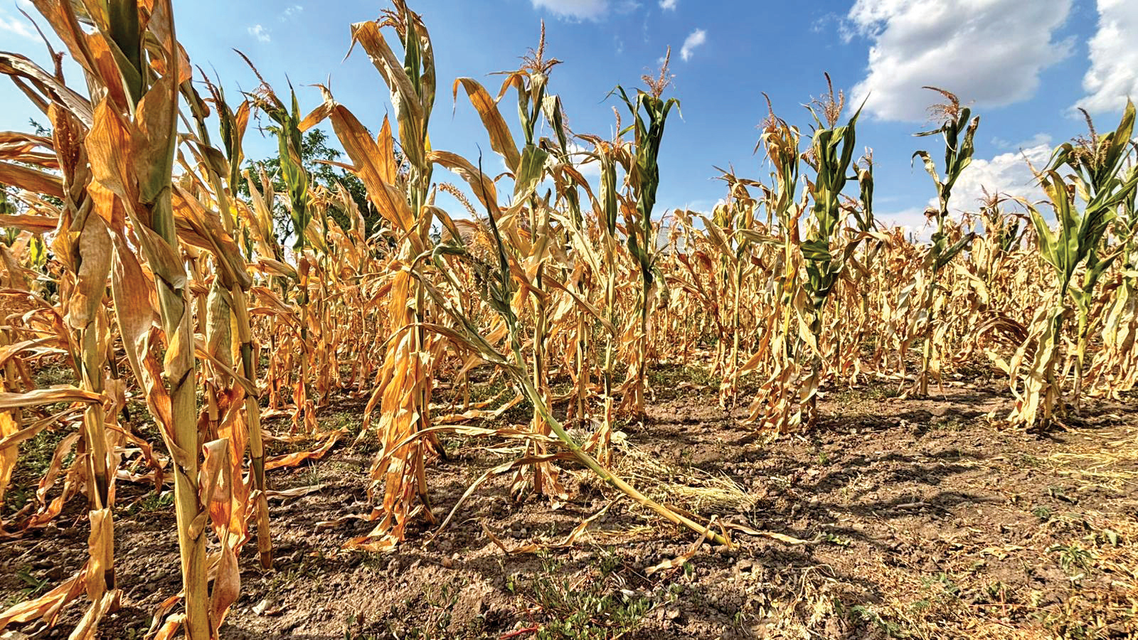 Bugetul Ministerului Agriculturii a fost suplimentat cu 2 mld. de lei pentru a despăgubi fermierii afectați de secetă