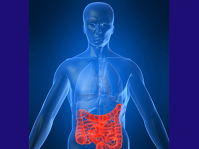 Ponturi de viață lungă: rolul surprinzător al hormonilor intestinali