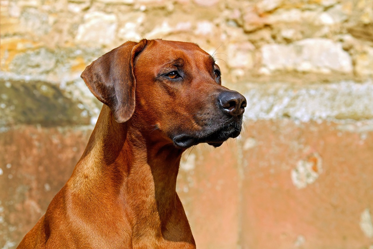 Este oficial. Ce amendă uriașă vei primi dacă vei abandona animalele? Un tânăr a fost sancționat imediat