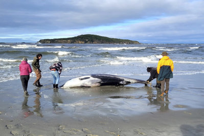 „Fantoma oceanelor", cea mai rară balenă din lume, disecată