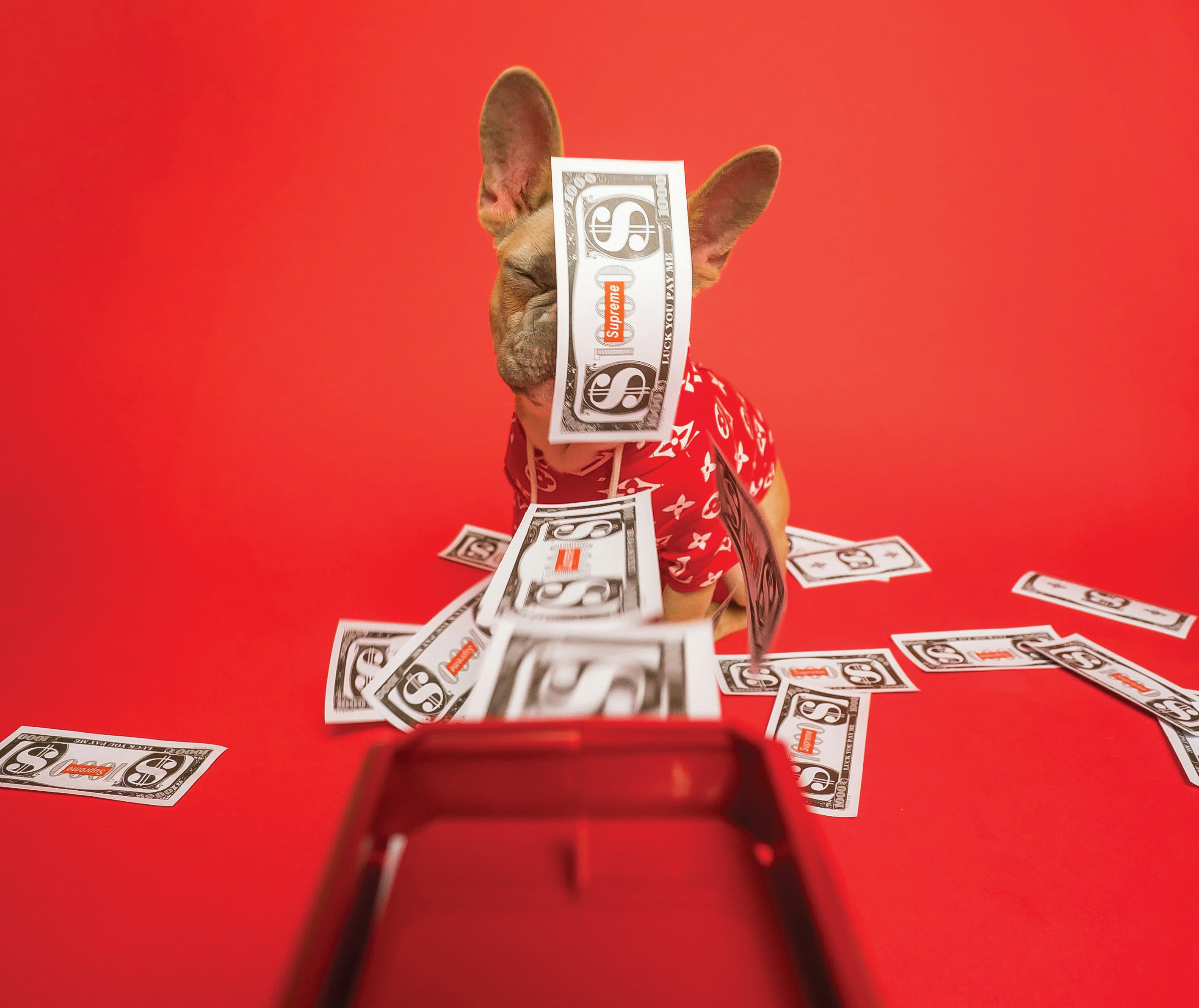 Cum au ajuns animalele de companie cel mai fierbinte sector din economie?