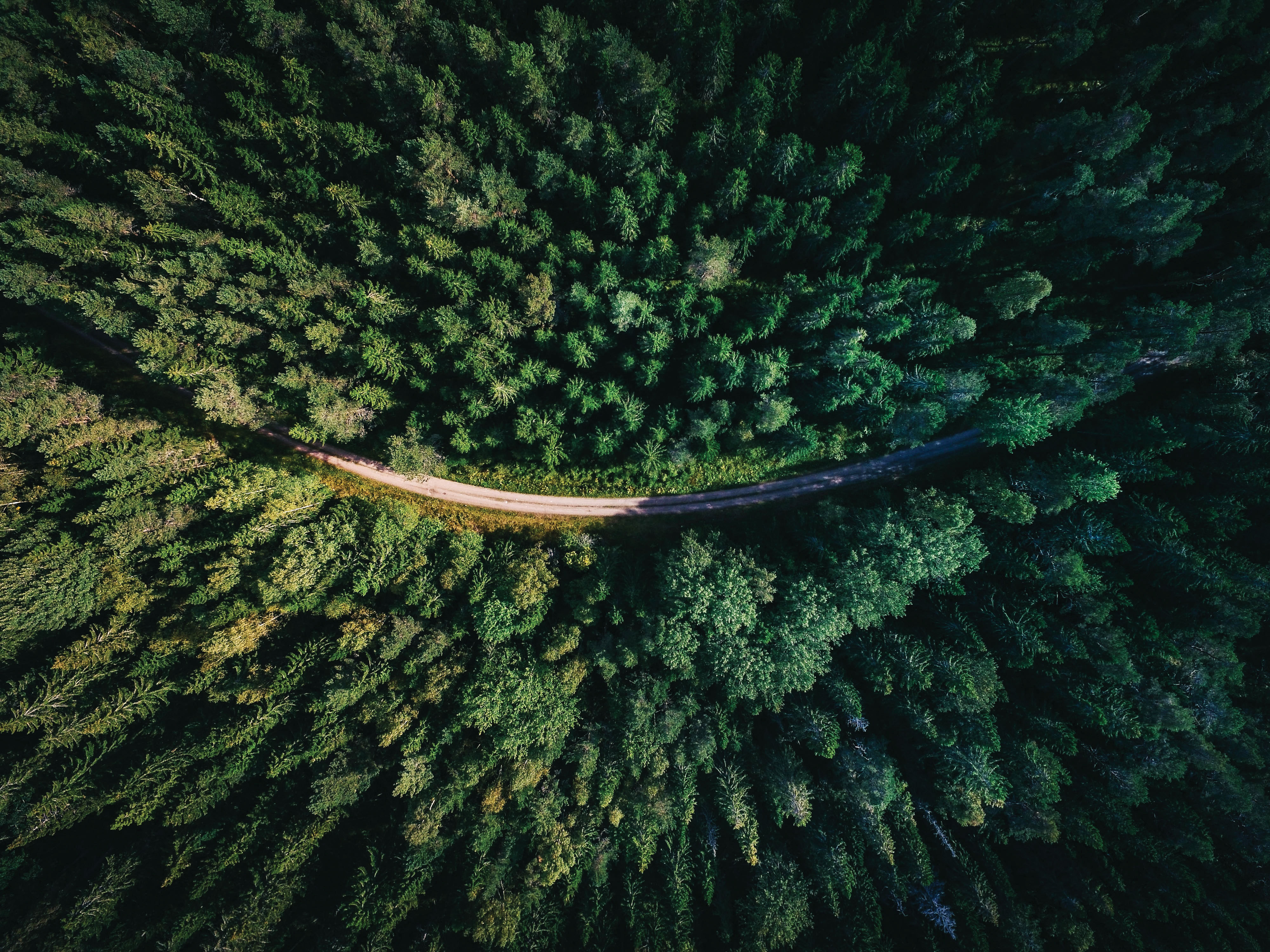 CSR 2024. Philips România: Green Campaign