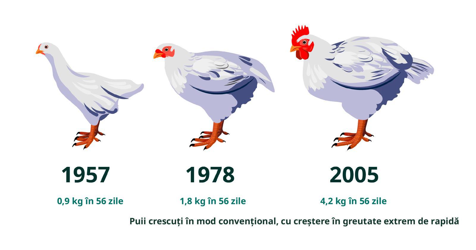 Marile lanțuri fast-food din România încurajate să îmbunătățească condițiile de viață ale puilor crescuți pentru carne