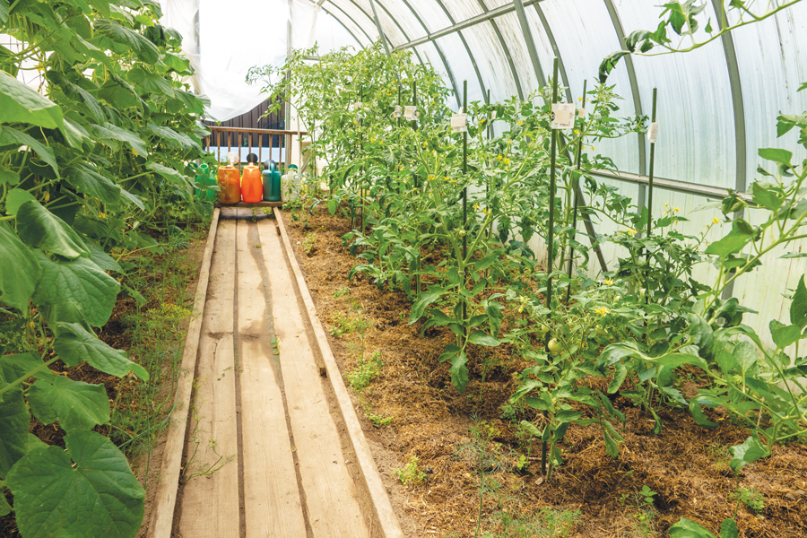 Cătălina Andrei, o tânără din Ialomița, investește peste 1 mil. euro într-o seră de legume pe 1,2 hectare, cu 65% fonduri UE. Inspirația a fost sora ei, care deja vinde în supermarketuri
