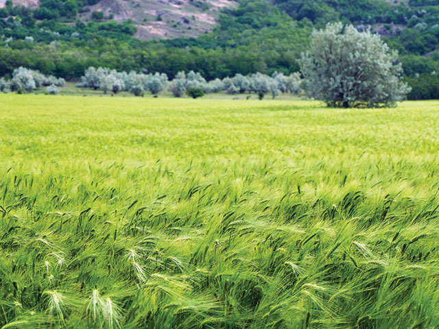 O veste senzațională. Ploile din ultimele zile aduc speranță: anul 2025 ar putea fi cel mai bun an agricol din ultimii zece ani. Fermieri din Banat, Oltenia și Moldova spun că precipitațiile ajută la formarea boabelor și conduc spre o recoltă ce va depăși recordul din 2021, de 31 mil. tone