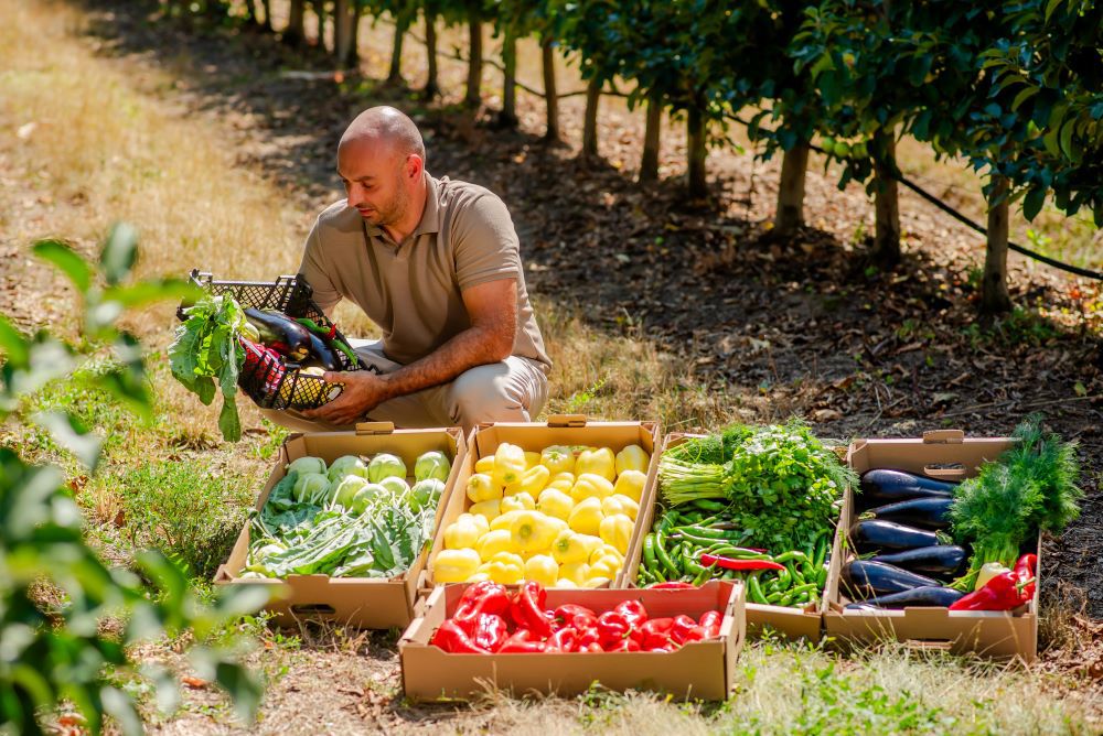 Roșiile și căpșunele românești revin în magazine: Carrefour deschide sezonul 2025 cu fructe și legume din „Grădina Noastră”, program din care fac parte peste 370 de producători locali