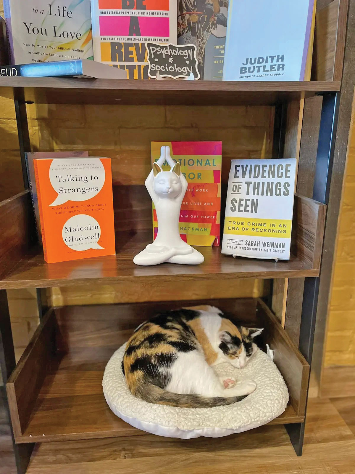La pisica literară
