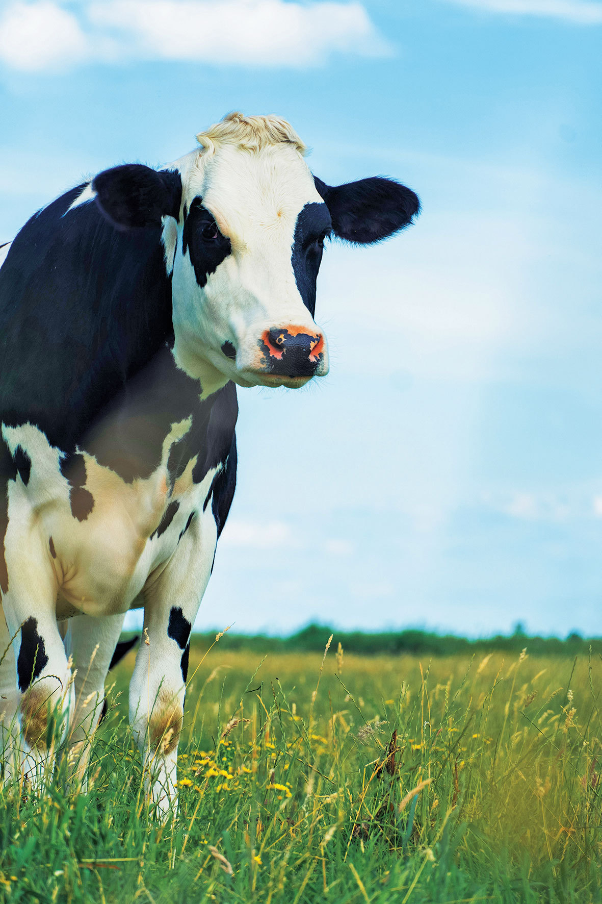 Bunuri de larg consum. Carne. Industria care își arată mușchii