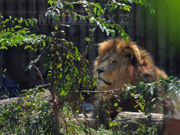O grădină zoo din Germania, în centrul unui scandal după ce a ucis 12 babuini sănătoși
