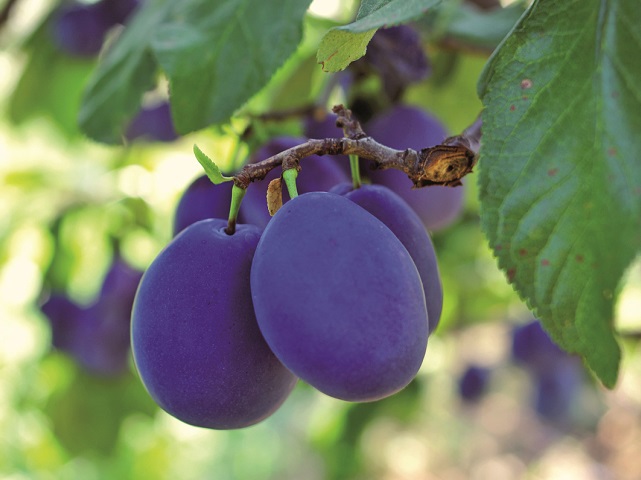 Cine câștigă când fermierii români pierd? Recolta de prune este cu cel puțin 20% mai mică. „Importăm și prune și magiun“