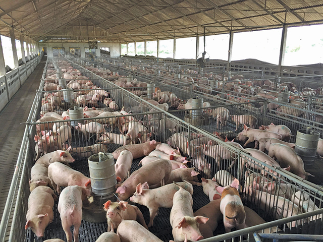 Sfaturile unei nutriționiste privind masa de Crăciun. Ce preparate din porc sunt recomandate