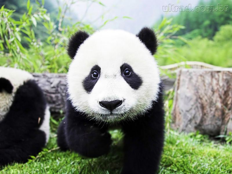 Ultimii doi urși panda din Japonia pleacă în China