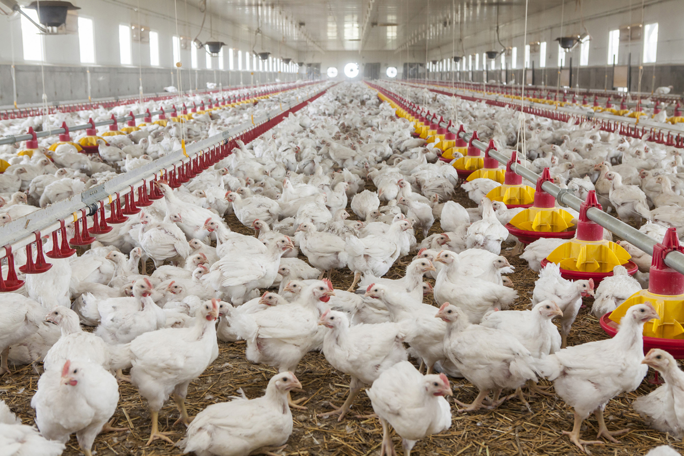 Guvernul prelungește la 30 de luni termenul până la care fermele de porci și de păsări își pot derula investițiile prin programele Ministerului Agriculturii