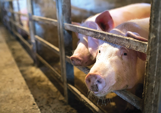 Fiecare instituție cu datele ei: cum să construiești un plan pentru zootehnie când datele publice se bat cap în cap. Cazul Ilfov: ANSVSA spune că nu este nicio fermă de porci în județ, Direcția pentru Agricultură spune că există un complex în Tunari, iar pe site-ul Ministerului Agriculturii apar nouă firme