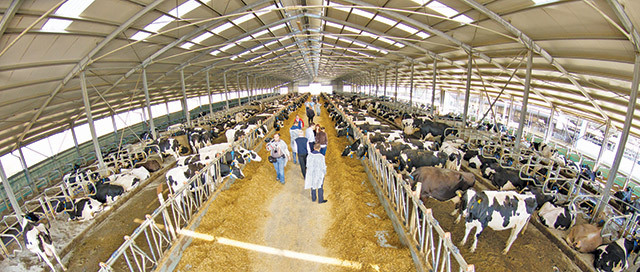 Cine sunt marii crescători de vaci de carne din România, într-o piață care și-a majorat producția cu 23% într-un singur an? Top 30 de beneficiari de subvenții în 2025