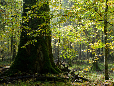 Pagina verde. Proiectul Centura Verde București-Ilfov are un buget de 500.000 de lei