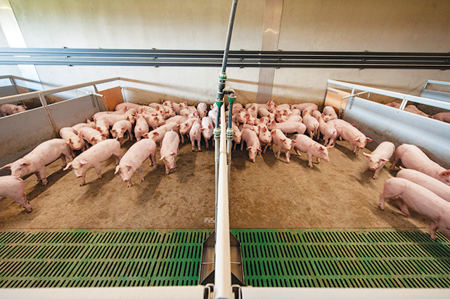 Pentru prima dată după 1990 statul român încurajează micile gospodării țărănești care cresc porci. Realitatea economică a României este asumată la nivel guvernamental