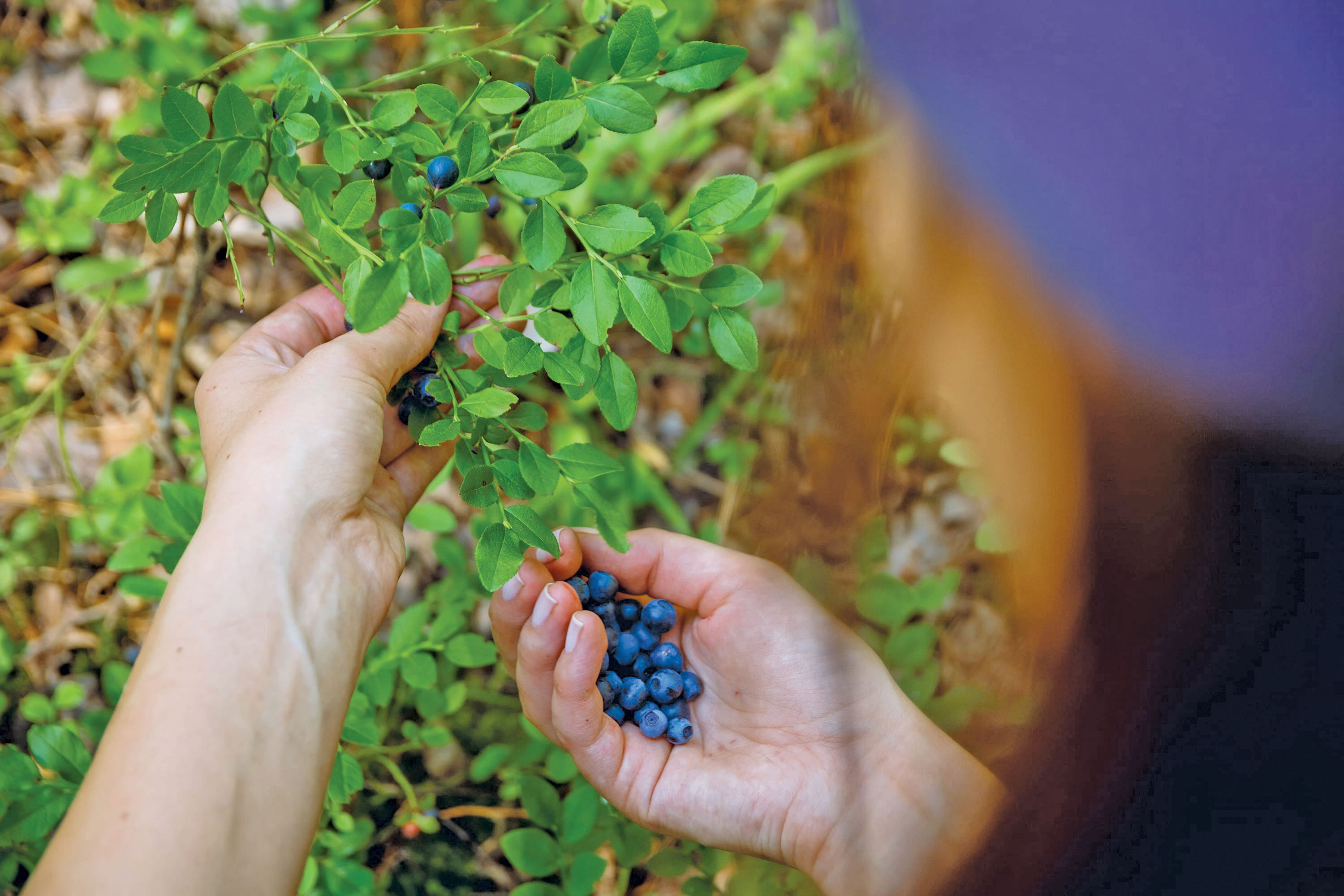 Pagina verde. O comoara ignorată: ajungem să importăm afine când le putem culege din pădure și îi sancționăm pe culegători. Cum putem valorifica „aurul verde“ fără să îl punem în pericol?