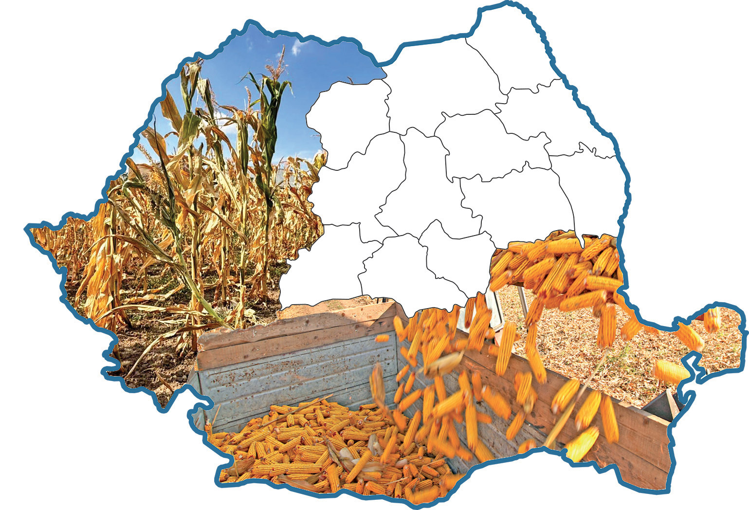 Porumbul împarte România în două: în sud-est fermierii vorbesc de producţii bune, iar în vest de dezastru: „Nu am mai văzut asemenea secetă de 35 de ani“
